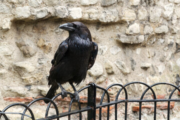 Naklejka premium Raven at the Tower of London, England