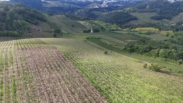 Vista a&eacute;rea de vinhedo com fileiras de uvas organizadas destacando produ&ccedil;&atilde;o de vinho, agricultura e paisagem rural