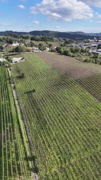 Vista a&eacute;rea de &aacute;rea vin&iacute;cola em Bento Gon&ccedil;alves com vinhedos alinhados e paisagem serrana, destacando produ&ccedil;&atilde;o agr&iacute;cola e turismo rural ga&uacute;cho