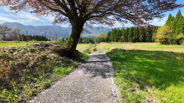 桜の花びらが散る南阿蘇村の光景