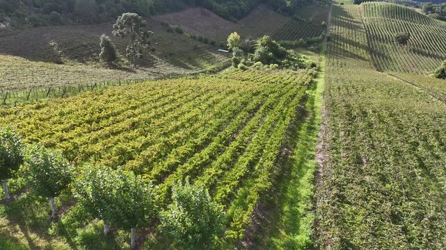 Vista a&eacute;rea de planta&ccedil;&atilde;o de uvas em vin&iacute;cola destacando produ&ccedil;&atilde;o de vinho e ambiente rural em Bento Gon&ccedil;alves
