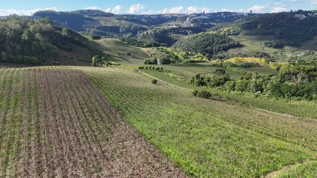 Vista panor&acirc;mica a&eacute;rea de vin&iacute;cola em Bento Gon&ccedil;alves com fileiras de vinhedos e relevo verde, destacando turismo e produ&ccedil;&atilde;o vitivin&iacute;cola