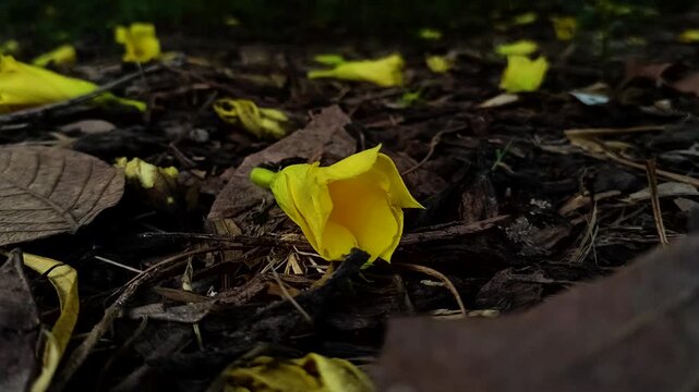 Fallen Yellow Oleander Flowers Scattered on Dark Forest Ground in Low Light