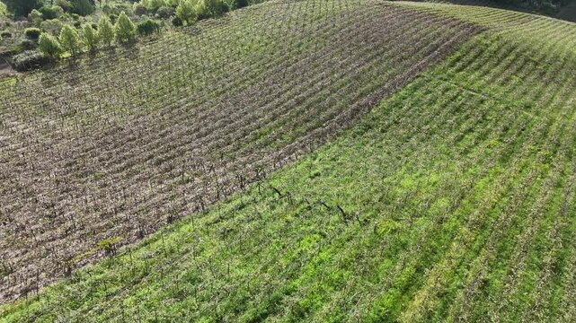 Vista a&eacute;rea de vinhedo em Bento Gon&ccedil;alves com fileiras de uvas destacando produ&ccedil;&atilde;o de vinho e paisagem rural na serra ga&uacute;cha