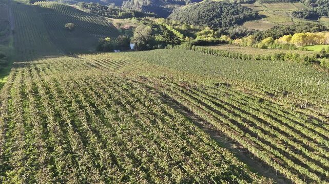 Vista a&eacute;rea de planta&ccedil;&atilde;o de uvas em vin&iacute;cola com fileiras organizadas destacando produ&ccedil;&atilde;o de vinho, agricultura e paisagem rural