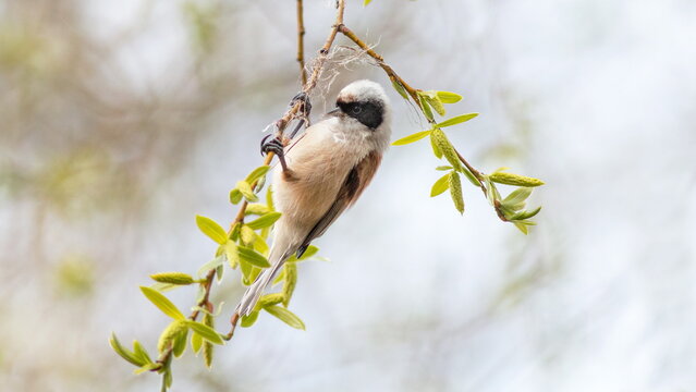 great tit parus major