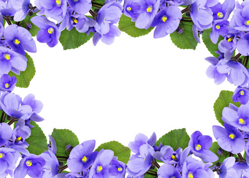 Blue violet flowers and green leaves in a floral frame isolated on white or transparent background