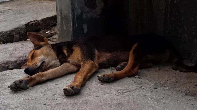 Peaceful Stray Dog Sleeping on a Concrete Surface in the Shade
