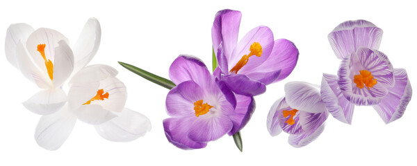 Naklejka premium Beautiful crocus flowers isolated on white, set