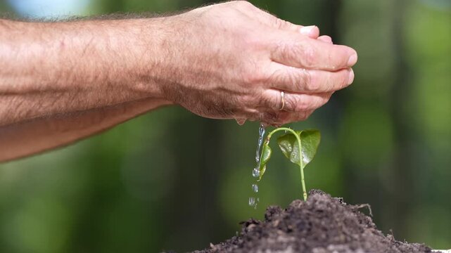 Hand watering plant in fertile soil video. Farmer hand watering young plant close up. Careful hand watering green seedling in motion. Human hand watering plant.