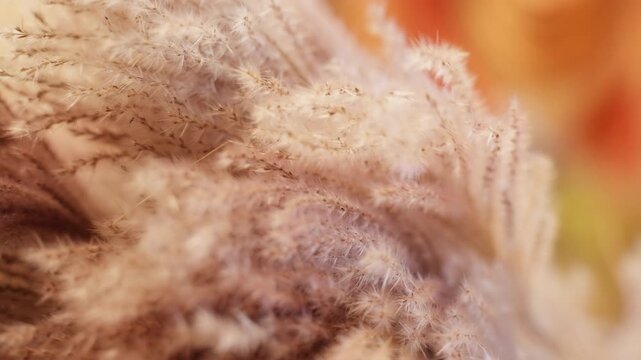Close up macro shot of dried bunny tail grass plumes with delicate fluffy texture. Soft beige and cream colored stems create gentle natural pattern against warm orange and golden bokeh background