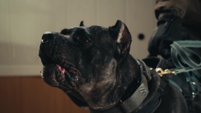 Aggressive barking dog shows dangerous teeth. Combat dog, Angry Animal hard attack head detail, Barking at a person on camera, security Fighting dogs