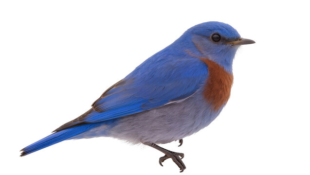Vibrant bluebird with orange chest perched elegantly, isolated on transparent background