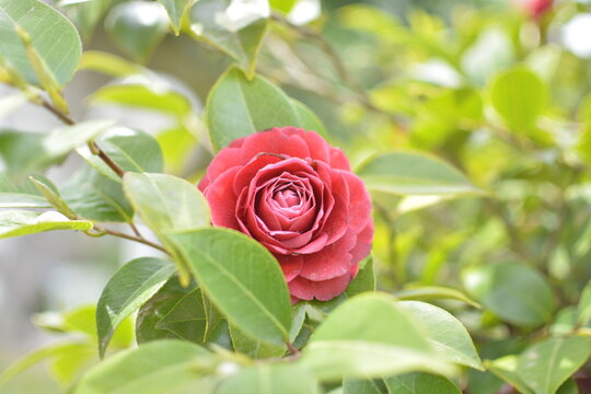 Camelia Japponica.
