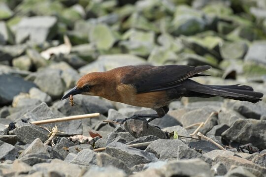 A female Boat-tailed Grackle with a captured insect in her beak.