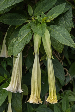 Estreito da Calheta (Ile de Mad&egrave;re) - Trompette des anges - Brugmansie