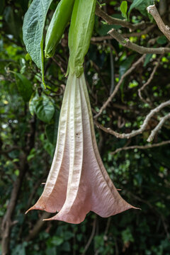 Estreito da Calheta (Ile de Mad&egrave;re) - Trompette des anges - Brugmansie