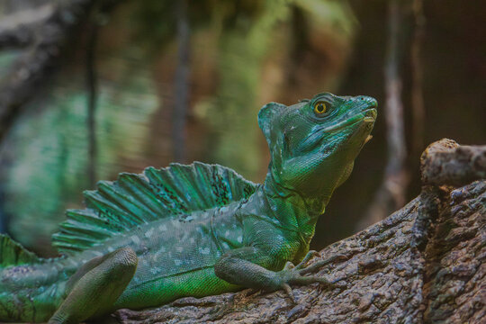 Wild Green Basilisk Lizard Running on Water Reptile Close Up Central America Species