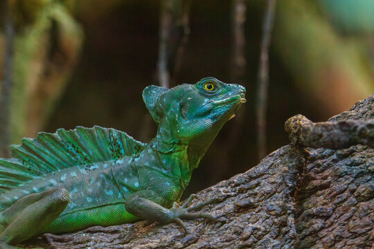 Wild Green Basilisk Lizard Running on Water Reptile Close Up Central America Species