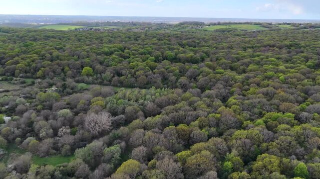 Epping Forest Trees Aerial 4K