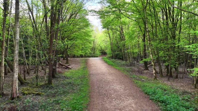 Epping Forest Dirt Path Through Trees Aerial 4K