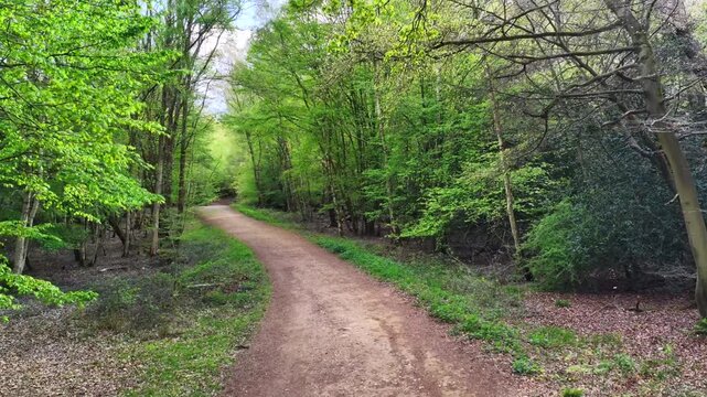 Epping Forest Dirt Path Through Trees Aerial 4K