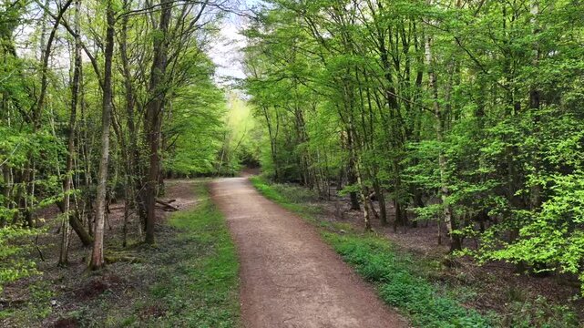 Epping Forest Dirt Path Through Trees Aerial 4K