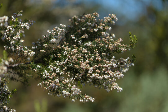 Flora of Gran Canaria -  small white flowers of Erica canariensis, Canary Tree Heather natural macro floral background