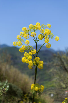 Flora of Gran Canaria -  Briza minor, lesser quaking-grass, natural macro floral background