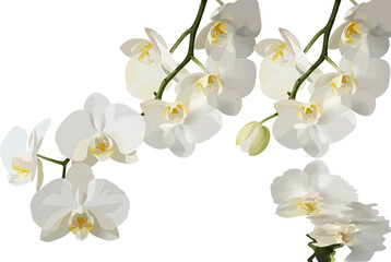 White phalaenopsis orchid flowers a transparent  background © MdAbdullah