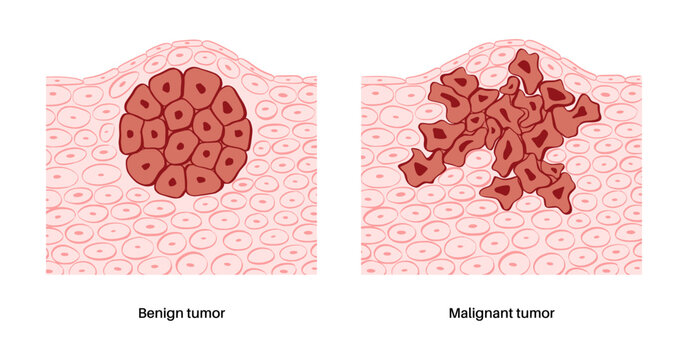 Cells structure sketch