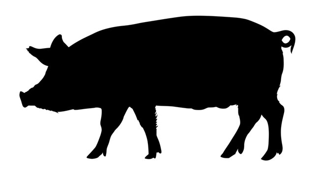 Generic black pig silhouette, farm animal isolated on white, domestic hog outline, agricultural livestock graphic element.