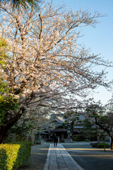 Fototapeta premium 鎌倉2642 本覚寺4 ソメイヨシノ