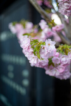鎌倉2642　本覚寺3　八重桜、