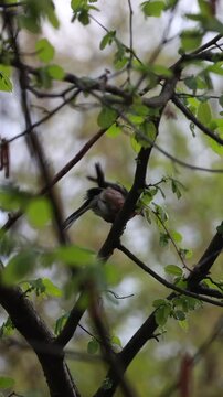 Common chaffinch perched on branch with spring leaves preening feathers. Vertical