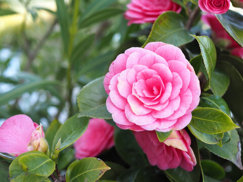 Isolated close-up of a blossom of a common camellia or Japanese camellia (camellia japonica L.) Bonn, Germany.