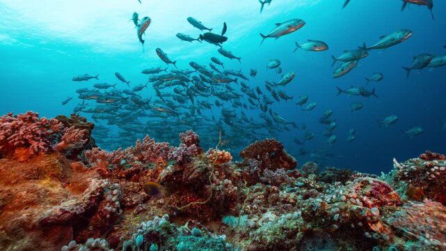 Static underwater shot of large school of silver fish swimming in current above a coral reef	