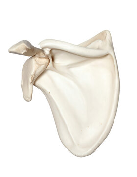 Anatomical view of a human scapula bone, also known as the shoulder blade, clearly showing its key features and structure for educational or medical illustration purposes&nbsp;