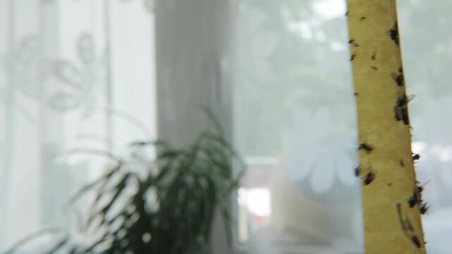 Close up flies trapped on sticky paper ribbon inside home, insects at home control method, pest infestation, glue trap with dead flies, hygiene and sanitation, summer nuisance and domestic environment