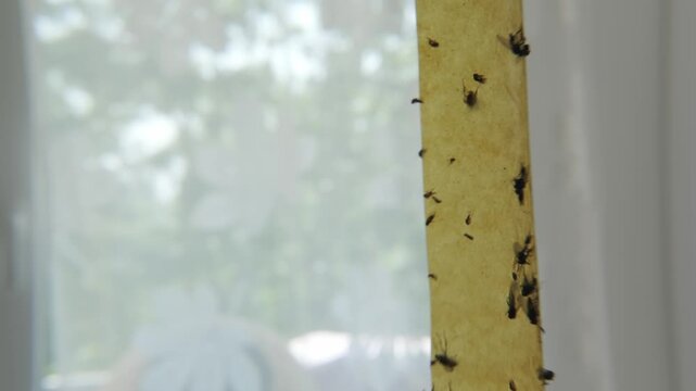 Close up flies trapped on sticky paper ribbon inside home, insects at home control method, pest infestation, glue trap with dead flies, hygiene and sanitation, summer nuisance and domestic environment