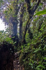 Fototapeta premium Rainforest trees with moss Pianista trail Panama