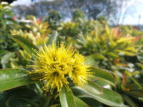 Tropical ornamental plant, Golden Penda or Xanthostemon chrysanthus with yellow stamens