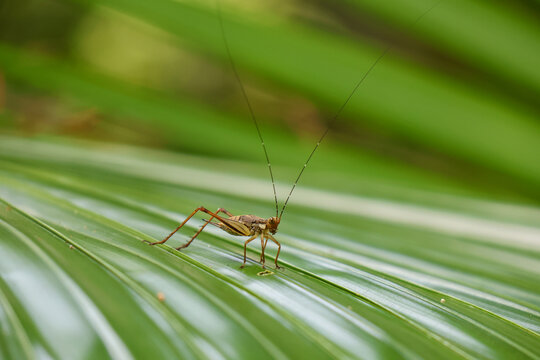 Close up of Nisitrus vittatus, known as the Common Bush Cricket,