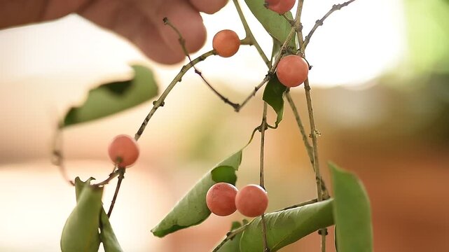 Salacia chinensis branch fruits on natural background.