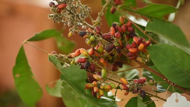 Pithecellobium tenue Craib branch fruits on natural background.