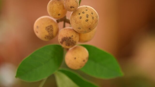 Aglaia edulis (Roxb.) Wall. branch fruits and green leaves on natural background.