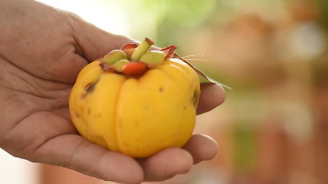 Garcinia or Garcinia atroviridis fruits on natural background.