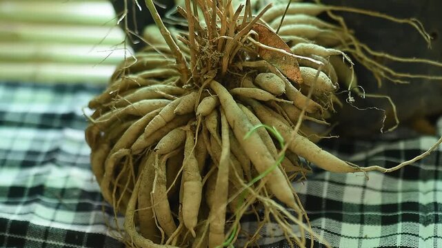 Shatavari roots on natural background.