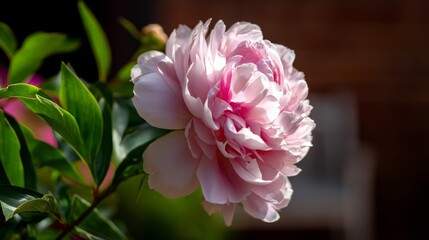 Obraz premium Lush Pink Peony Blossom Opening Widely with Layered Petals in Soft Light