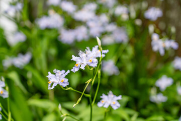 Fototapeta premium Iris japonica, commonly known as fringed iris, shaga and butterfly flower. Mount Emei, Mount Omei, is a mountain in Sichuan Province, China.
